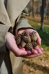 Forest cones in the hands of a girl close-up. Forest textures. Details of the forest