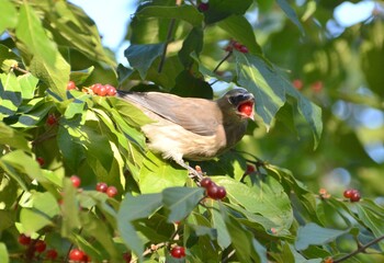 Cedar Waxwing Having a Snack