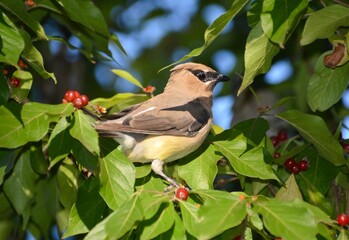 Cedar Waxwing