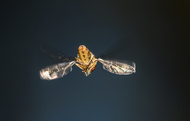 marmalade hoverfly, or flower or syrphid fly in flight (Syrphidae)