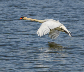 white swan in flight over water
