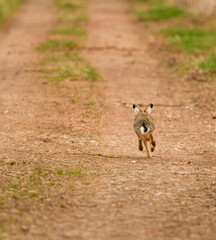 wild rabbit running away down the path