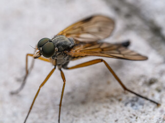 downlooker snipefly (Rhagio scolopaceus) in high detail