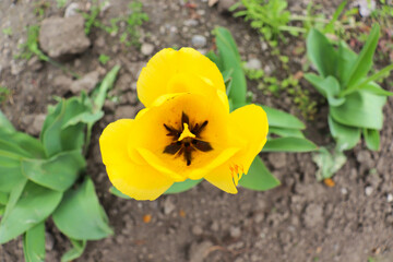 Fototapeta premium springtime. yellow tulips in full bloom in a garden flower bed 
