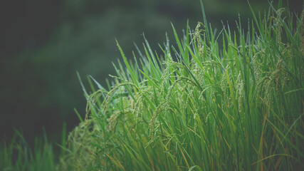 Natural Fresh Green Grass Field 