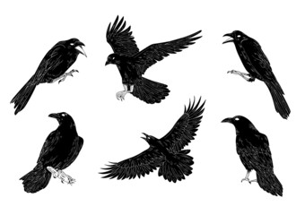Black and white raven crow tattoo vector set