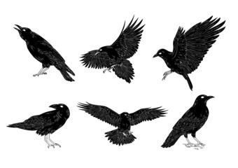 Black and white raven crow tattoo vector set