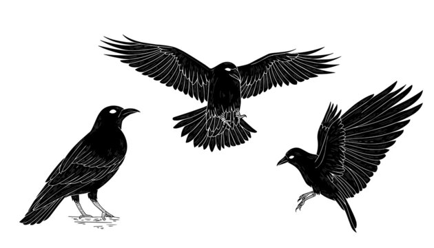 Black and white raven crow tattoo vector set Stock Vector | Adobe Stock
