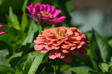 Zinnias