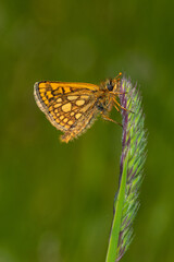 Gelbwürfeliger Dickkopffalter - Carterocephalus palaemon, Bad Münstereifel, 29.05.2021