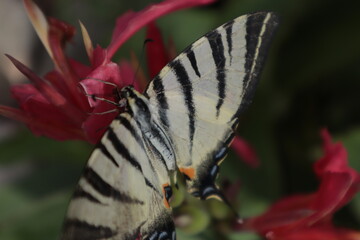 A swallowtail butterfly sits on a red eland in the garden.	