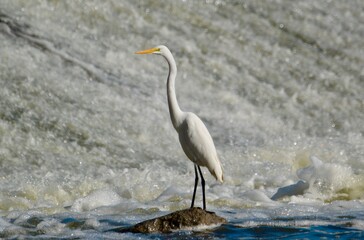Great White Egret at the Dam