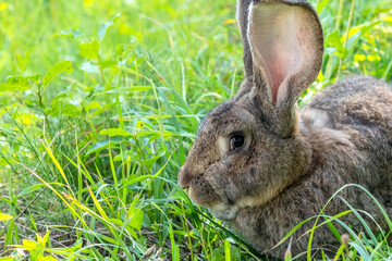 Big gray rabbit breed Vander on the green grass. Rabbit eats grass. Breeding rabbits on the farm