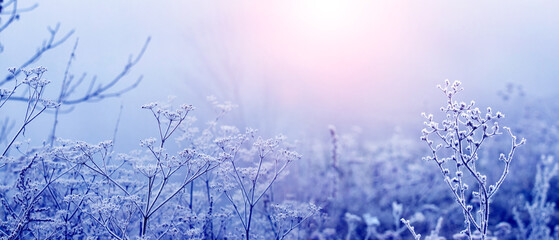 Branches of plants covered with frost and hoarfrost in winter during sunrise in the morning fog. Christmas and New Year background