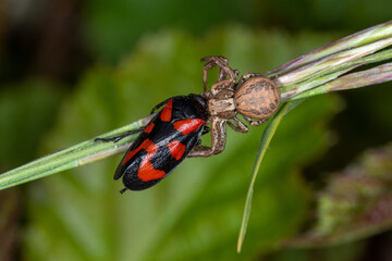 Gemeine Blutzikade - Cercopis vulnerata und Spinne, Bad Münstereifel, 29.05.2021