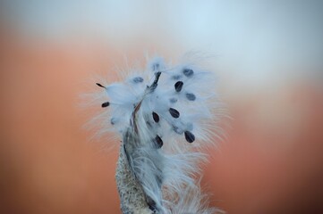 Milkweed Seeds