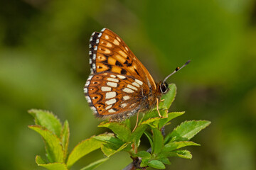 Schlüsselblumen-Würfelfalter - Hamearis lucina, Bad Münstereifel, 29.05.2021