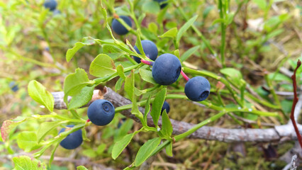 blueberries