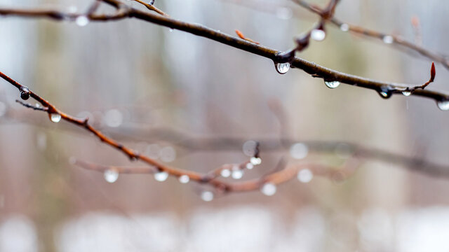 Raindrops on a bare branch in the spring during the melting snow - Powered by Adobe
