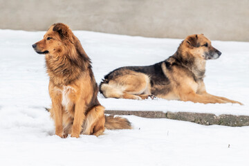 Two big brown dogs in the snow in winter