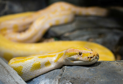 Big yellow python is resting on the stones. Close up of a big yellow python's head