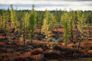autumn forest tundra