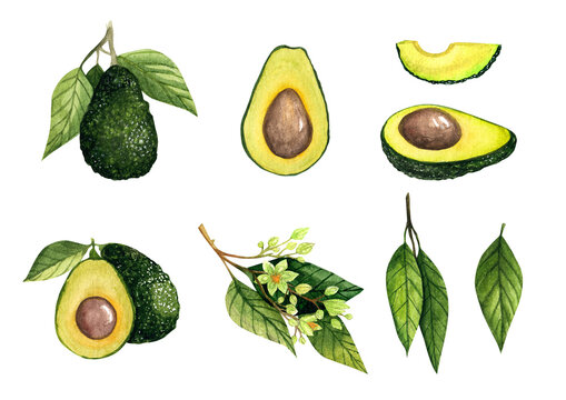watercolor avocado set