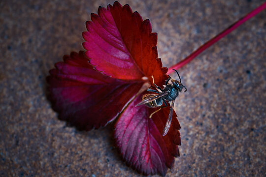 Asian wasp, Vespa velutina, on reddish leaf of a fallen strawberry plant in autumn