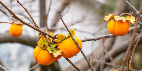 Ripe fruits of yellow persimmon in the morning dew on tree branches in November