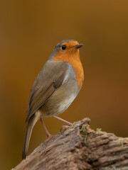 Robin (Erithacus rubecula), Adult perched on tree stump against autumnal background - Surry, UK, November 2021