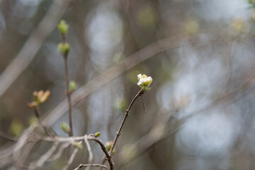 Rosa wei&szlig;e Bl&uuml;te an einem Strauch im Vorfr&uuml;hling
