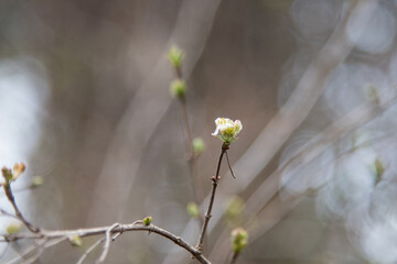Rosa wei&szlig;e Bl&uuml;te an einem Strauch im Vorfr&uuml;hling