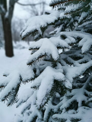 View of a sprig of a Christmas tree in the snow in the forest. Snow covered trees. Christmas and New Year.