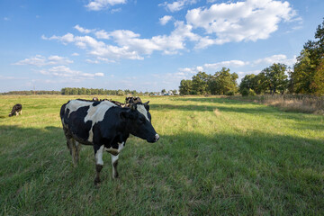 Cows on a green field grazing on a farmer's green grass. beautiful landscape with cows in the...