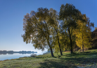 Autumn landscape in the early morning with a view of the river. Large trees with yellow leaves in the backlight. Yellow leaves on trees and bushes are illuminated by the rays of the rising sun.