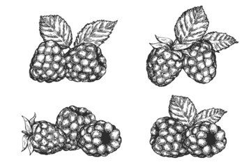 Set vector hand draw raspberries isolated on white background. Botanical illustration in sketch style. Monochrome design element for branding organic healthy fresh food or market cover, banner, menu.