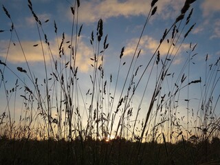 sun rising behind the crops in the countryside