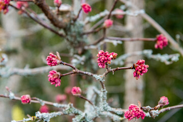 Winterschneeball mit rosa Blüten