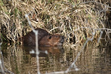 A beaver keeps an eye on us while we fish. 