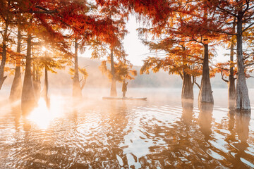 Woman on paddle board on lake with fog and autumnal Taxodium trees