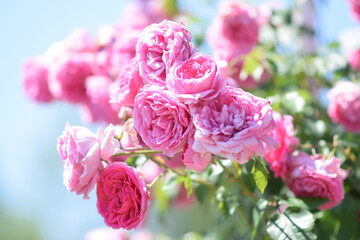 A lot of pink roses closeup. Pink roses bush blooming in sunset garden. Beautiful bouquet of roses. background for photo, soft focus, bushes of pink roses, plants without focus, pink powdery color