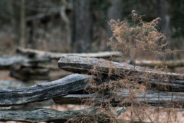 fence among the ferns