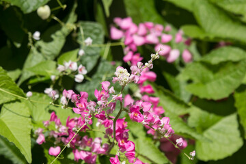 Mexican creeper flower, Small Pink mix white flower