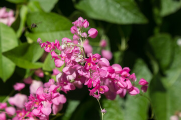 Mexican creeper flower, Small Pink mix white flower