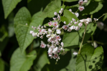 Mexican creeper flower, Small Pink mix white flower