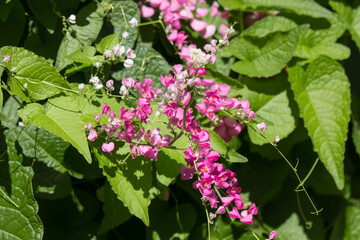 Mexican creeper flower, Small Pink mix white flower
