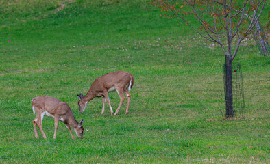 Two white tail deer in an open field grazing near a road side on a Autumn day.