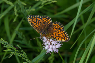 Lewertbachtal, Boloria eunomia, Randring-Perlmuttfalter, 12.06.2021