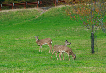 Naklejka na ściany i meble A family of white tail deer in an open field grazing near a road side.
