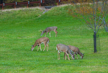 Naklejka na ściany i meble A family of white tail deer in an open field grazing near a road side.